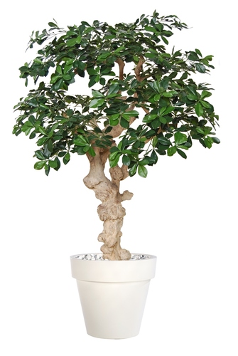 Buxifolia Trendy 150 cm Verde 